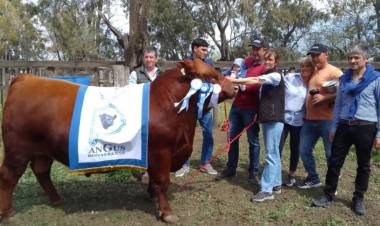 El toro Gran Campeón Angus Regional es de Bajo Hondo