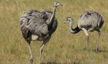 Condenan a 5 personas por abigeato y por cazar ñandúes en Bajo Hondo y en Bahía Blanca