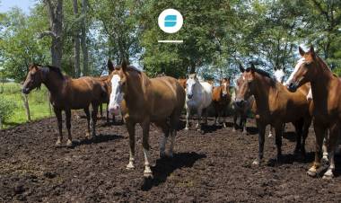 Encefalitis equina del oeste: síntomas y prevención