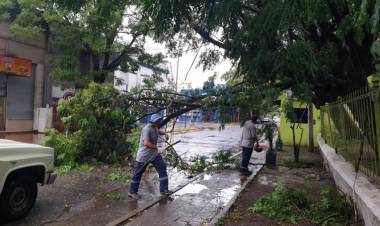 Se realizó un corte de tránsito en el centro por la caída de una rama