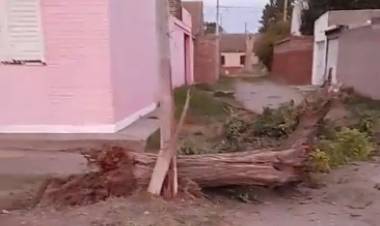 Una camioneta chocó contra un árbol, un poste y al momento de asistir al conductor, éste huyó