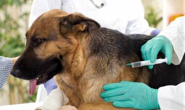 Este jueves 27 de junio habrá vacunación antirrábica gratuita en el Corralón de Forestación