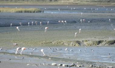 Hapic: Se realizará una jornada de limpieza de playa