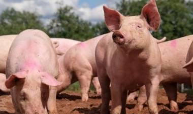 Confirman 26 casos de triquinosis en la Provincia de Buenos Aires