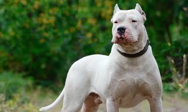 Un hombre denuncia que fue atacado por tres perros Dogo en Nueva Bahía Blanca