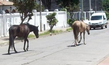 Se podrán realizar denuncias por ruidos molestos y animales sueltos en la vía pública