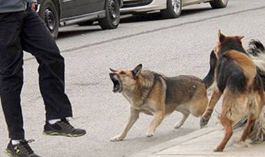 Vecinos denuncian que perros muerden a peatones en calle Avellaneda al 300