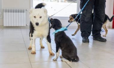 El Concejo Deliberante sancionó una Ordenanza para la “Tenencia responsable de mascotas”