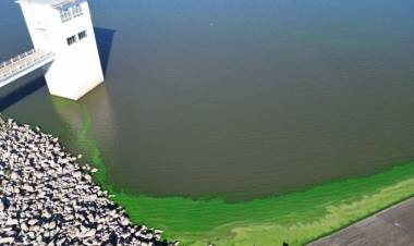 Problema latente por las algas: así están las aguas del dique Paso de las Piedras