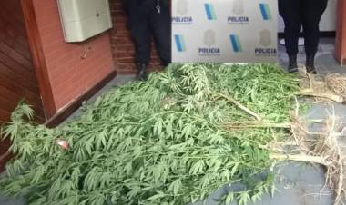 La Policía buscaba un machete con el que amenazaron a un joven y encontraron plantas de marihuana