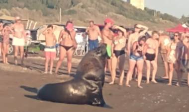 Buscan prohibir el acercamiento humano a animales marinos en playas bonaerenses