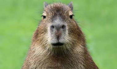 Un carpincho sorprendió a vecinos de un sector de Punta Alta