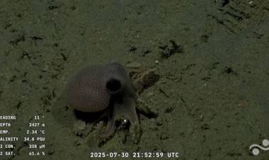 Así es el streaming viral del Conicet que muestra las profundidades del mar argentino