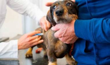 Este jueves habrá vacunación antirrábica en el Quirófano Veterinario Móvil