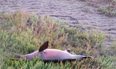 Encontraron un ejemplar de delfín franciscana muerto en la costa de Villa del Mar