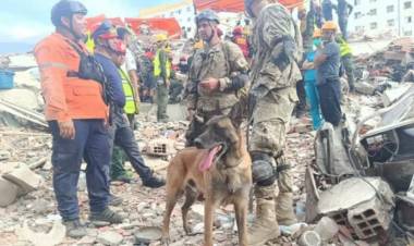 Un perro de rescate de la Armada Argentina encontró a dos nenes con vida en Venezuela