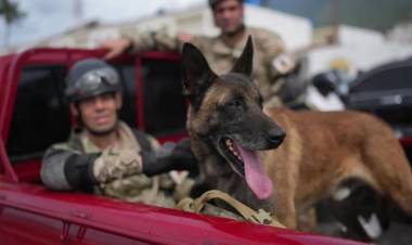 La historia de Bart, el perro argentino que se convirtió en héroe en Venezuela