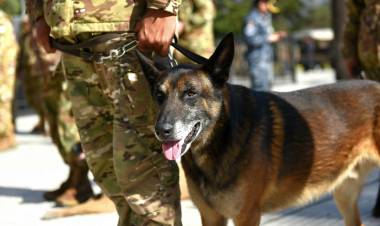 El Concejo Deliberante distinguirá a la Agrupación de Perros de Guerra de la Armada Argentina