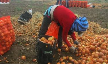 Censo Hortiflorícola: buscan definir una hoja de ruta para la próxima década
