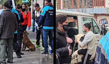Allanamiento en 9 de Julio al 400 para rescatar a perros en estado de hacinamiento