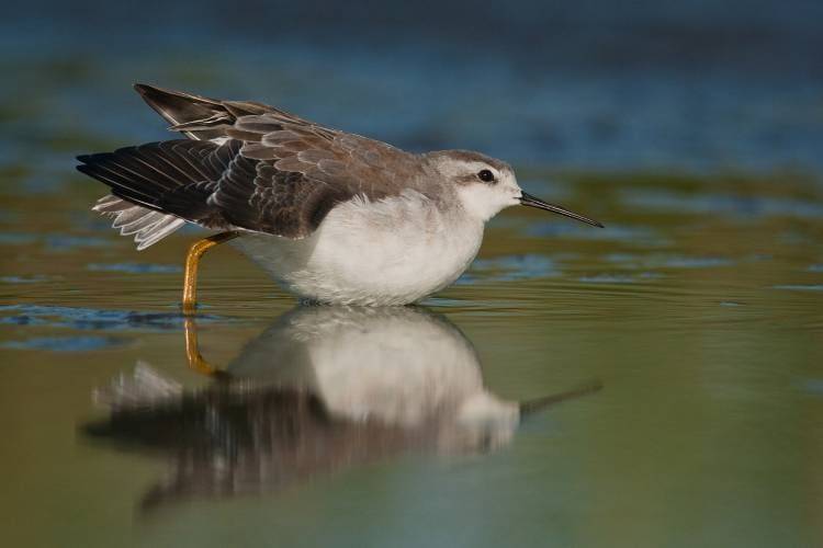 Aves Playeras: Realizarán una actividad lúdica en el Humedal de Arroyo Pareja