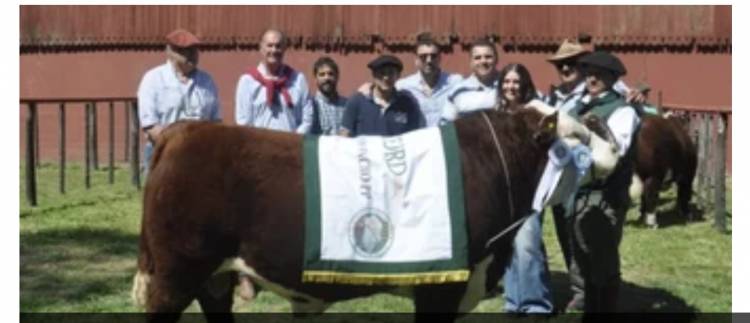 Polled Hereford: el premio mayor de la rural bahiense se fue para Punta Alta