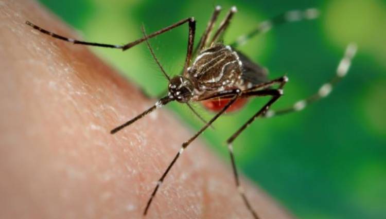 Desde Protección Ciudadana se solicita extremar los cuidados para evitar propagación del mosquito Aedes