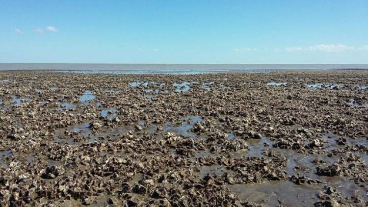 Desde Bien Común solicitan informes sobre el accionar ante la plaga de ostras