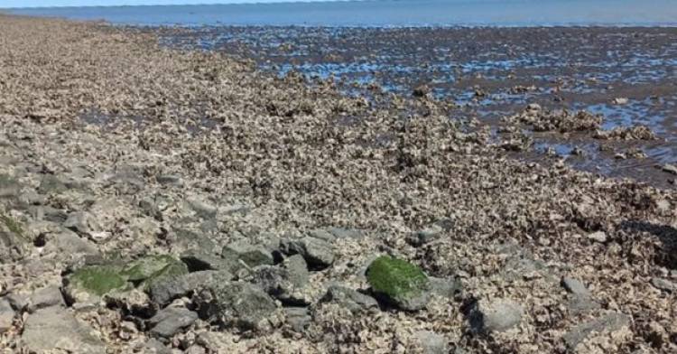 Desde Bien Común afirman que la plaga de ostras es un riesgo para las personas y el desarrollo turístico