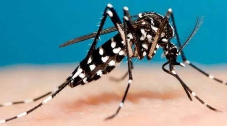 Se realizarán inspecciones domésticas por el mosquitos Aedes