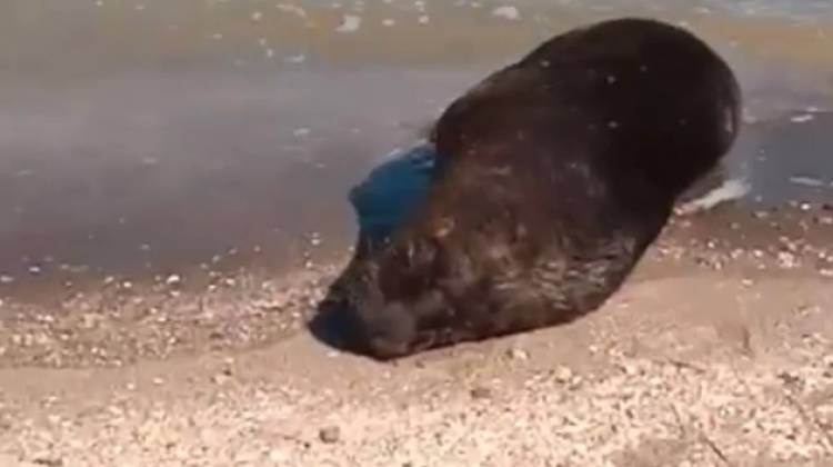 Filman a un lobo marino en presunto mal estado en la costa de Punta Ancla