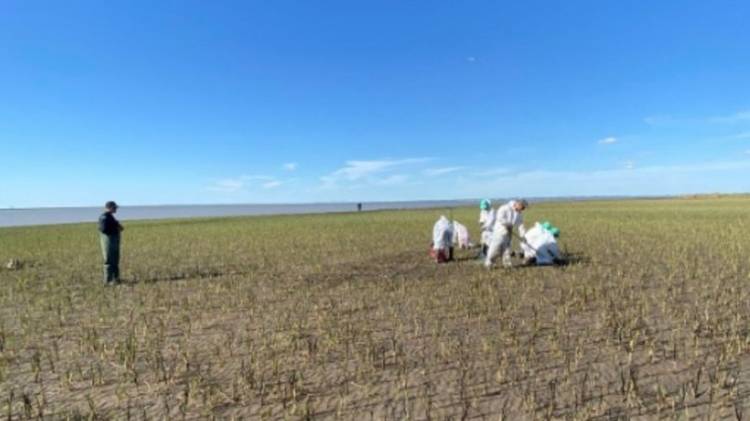 Según Oiltanking ya se remediaron 2.500 metros cuadrados del derrame de petróleo en la ría
