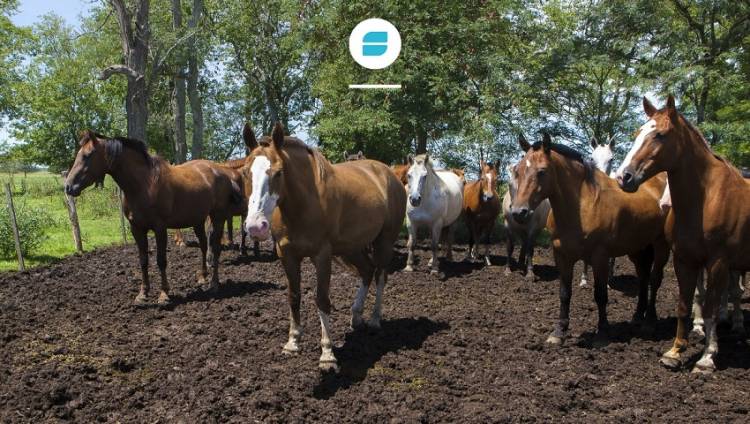 Encefalitis equina del oeste: síntomas y prevención