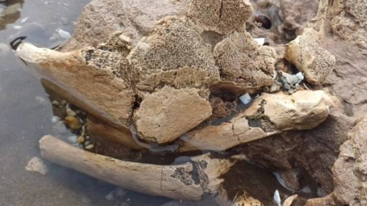  “Lo más importante es lo bien que procedió quien los encontró”, expresó la Doctora Manera