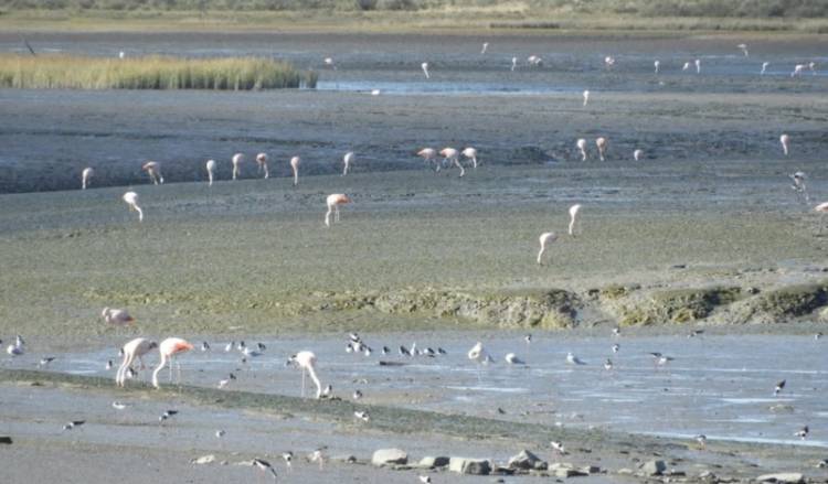 Hapic: Se realizará una jornada de limpieza de playa