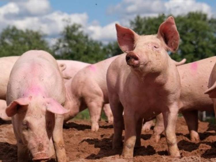 Confirman 26 casos de triquinosis en la Provincia de Buenos Aires