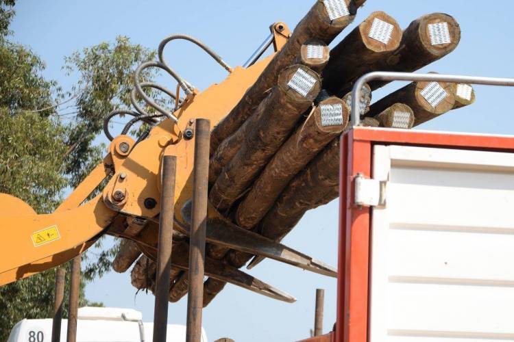 Vecinos aseguran que colocan postes de palmera pese a prohibición
