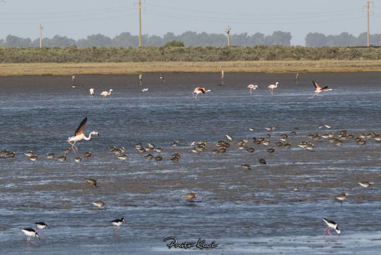 Se realizará un nuevo censo de residuos y jornada de limpieza en el humedal de Arroyo Pareja