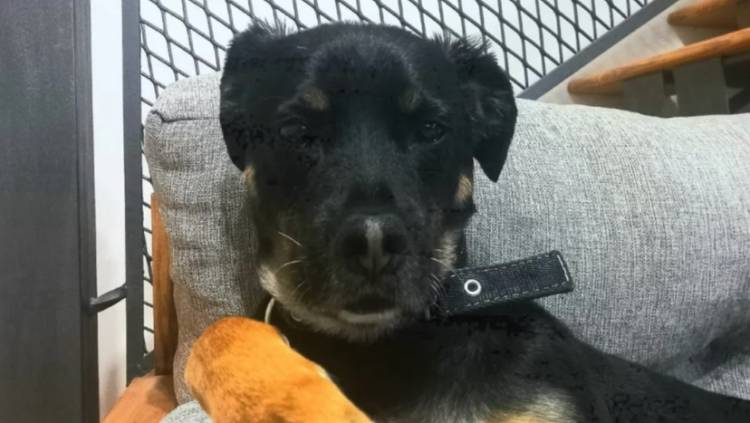 Una mujer denunció que mataron a su perro y lo dejaron colgado de una reja