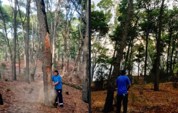 Pehuen Co: Talaron árboles secos y muertos, con riesgo de caída en el Bosque Encantado