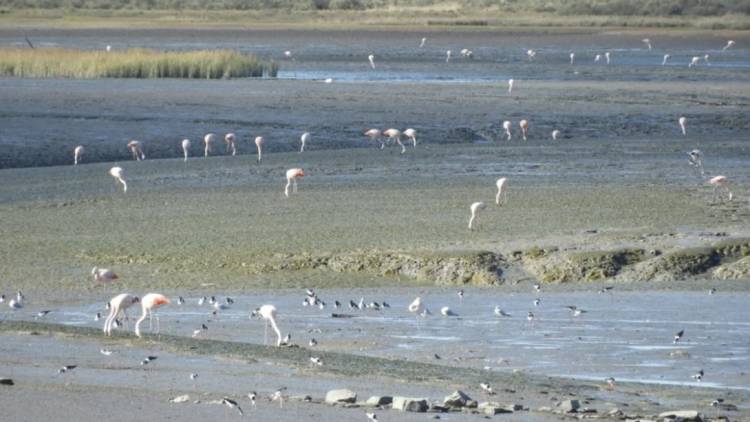 HAPIC: Se realizará una limpieza costera y salida de interpretación natural
