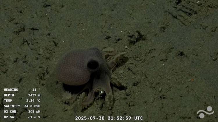 Así es el streaming viral del Conicet que muestra las profundidades del mar argentino