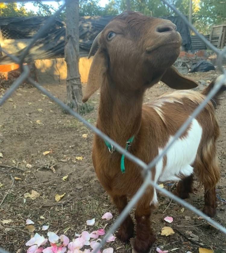 Una mujer denuncia que un puma mató a su cabra en el patio de su casa en Pehuen Co