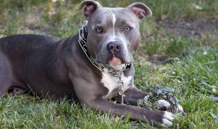 La Justicia confirma la multa por un perro en Punta Alta, aunque el peligro sea “abstracto”