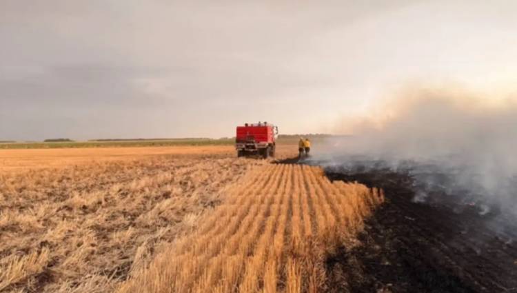 Tras los incendios en campos lindantes al basural: los animales no tienen pasto para comer y se escapan 