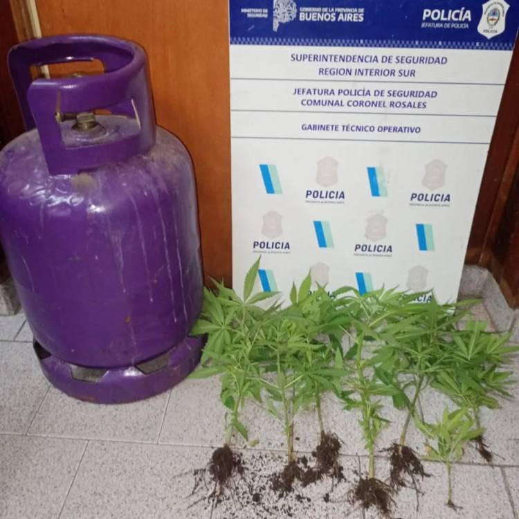 La Policia buscaba una garrafa robada y encontraron plantas de marihuana
