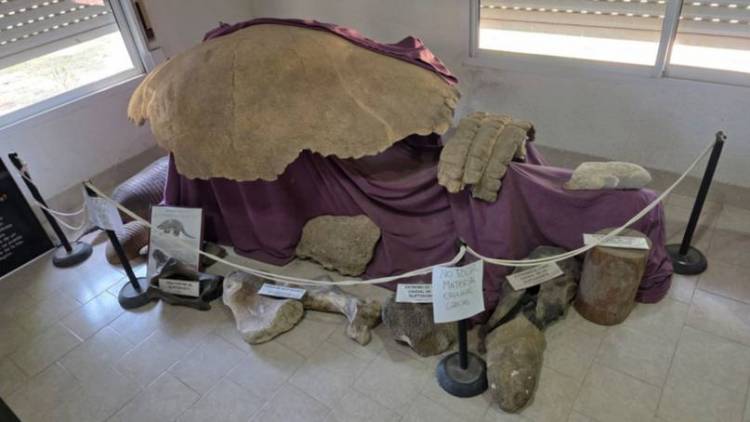 Fósiles, huellas y verano: el patrimonio paleontológico que se abre al público en Punta y Pehuen