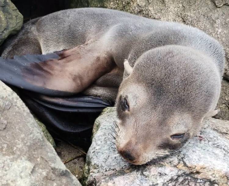 Presencia de lobos marinos en la costa rosaleña: “llegan a descansar, no hay que intervenir ni acercarse”