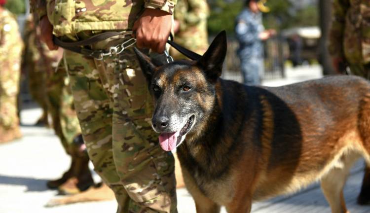 El Concejo Deliberante distinguirá a la Agrupación de Perros de Guerra de la Armada Argentina