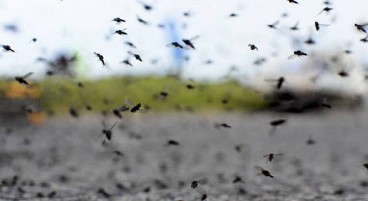 Super Niño: Aseguran que en la zona tendrá un verano cargado de mosquitos